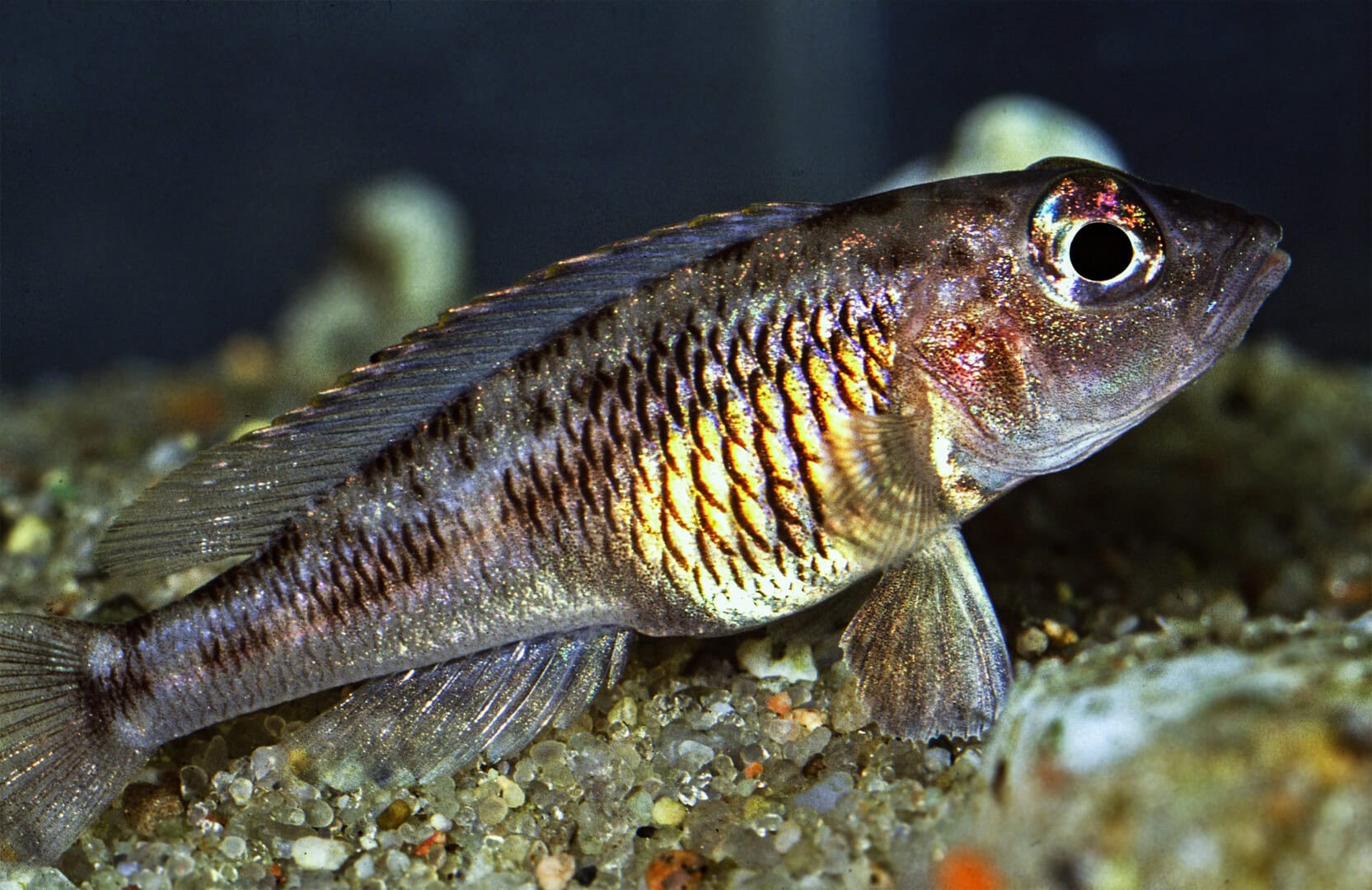 AQ2025 01 S2 Artenvielfalt 14 Neolamprologus signatus benutzt zum Laichen auch in den Gewässergrund gegrabene Höhlen. Foto: Wolfgang Staeck