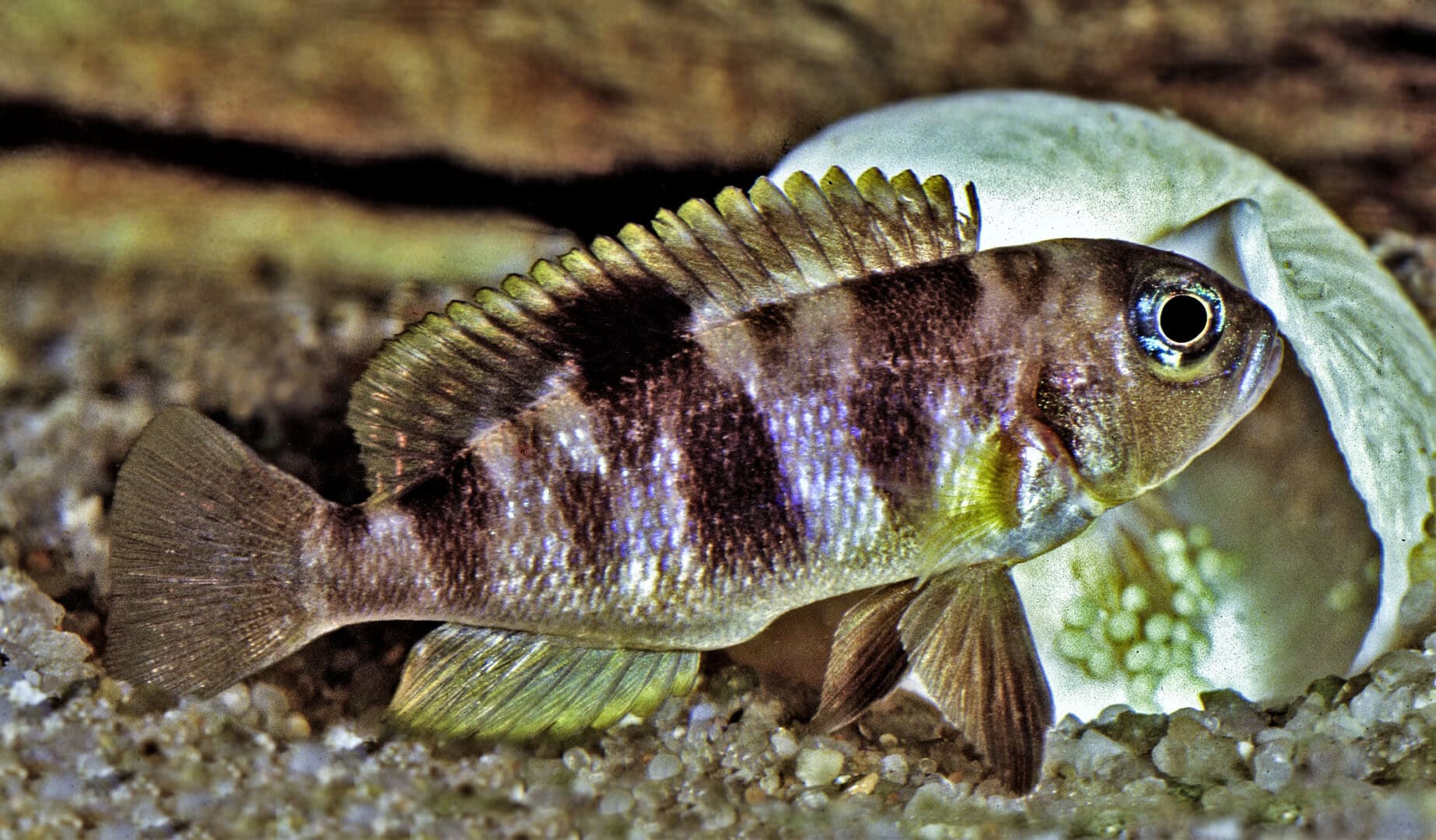 AQ2025 01 S2 Artenvielfalt 15 Weibchen von Neolamprologus boulengeri bei der Brutpflege. Foto: Wolfgang Staeck