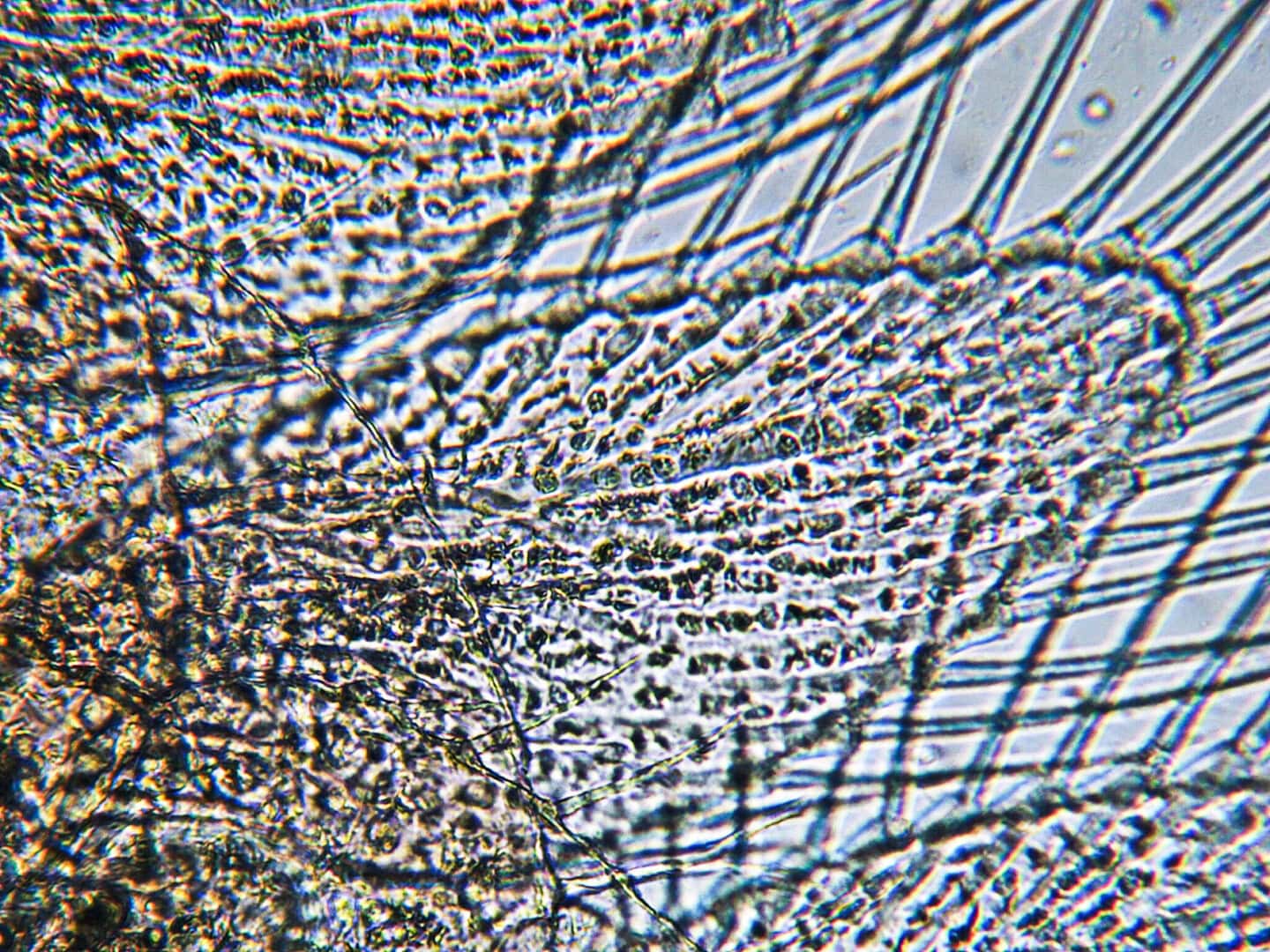 CAR2024 03 118 Mikroskopie 04 Die Schwimmbeine einer adulten Artemia in sehr hoher Vergrößerung mit dem Bresser LCD-Schülermikroskop. Foto: Christian Splettstößer