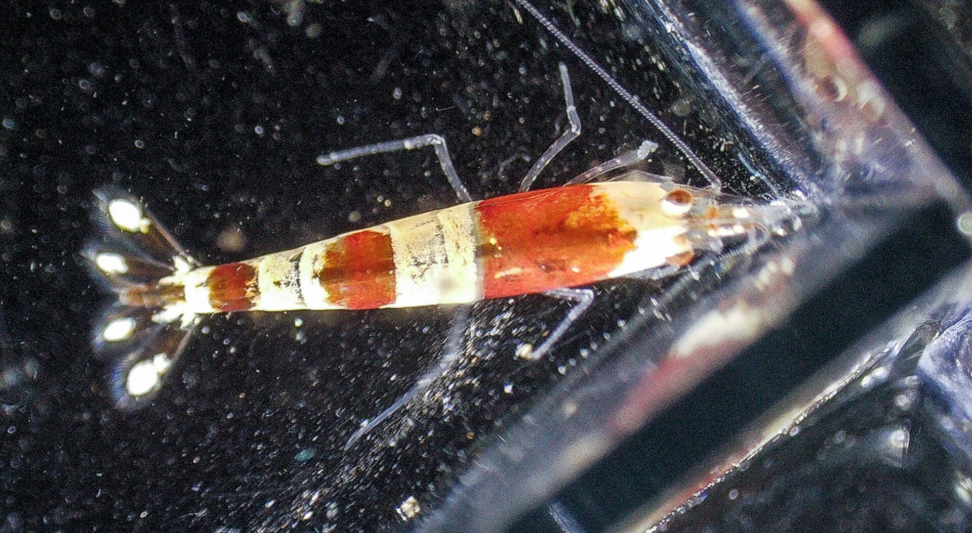 CAR2024 03 118 Mikroskopie 05 Lebende Garnelen, wie hier die Rote Bienengarnele, sind mit etwas Fingerspitzengefühl und möglichst kleinen Behältern ebenfalls gut zu betrachten. Foto: Christian Splettstößer