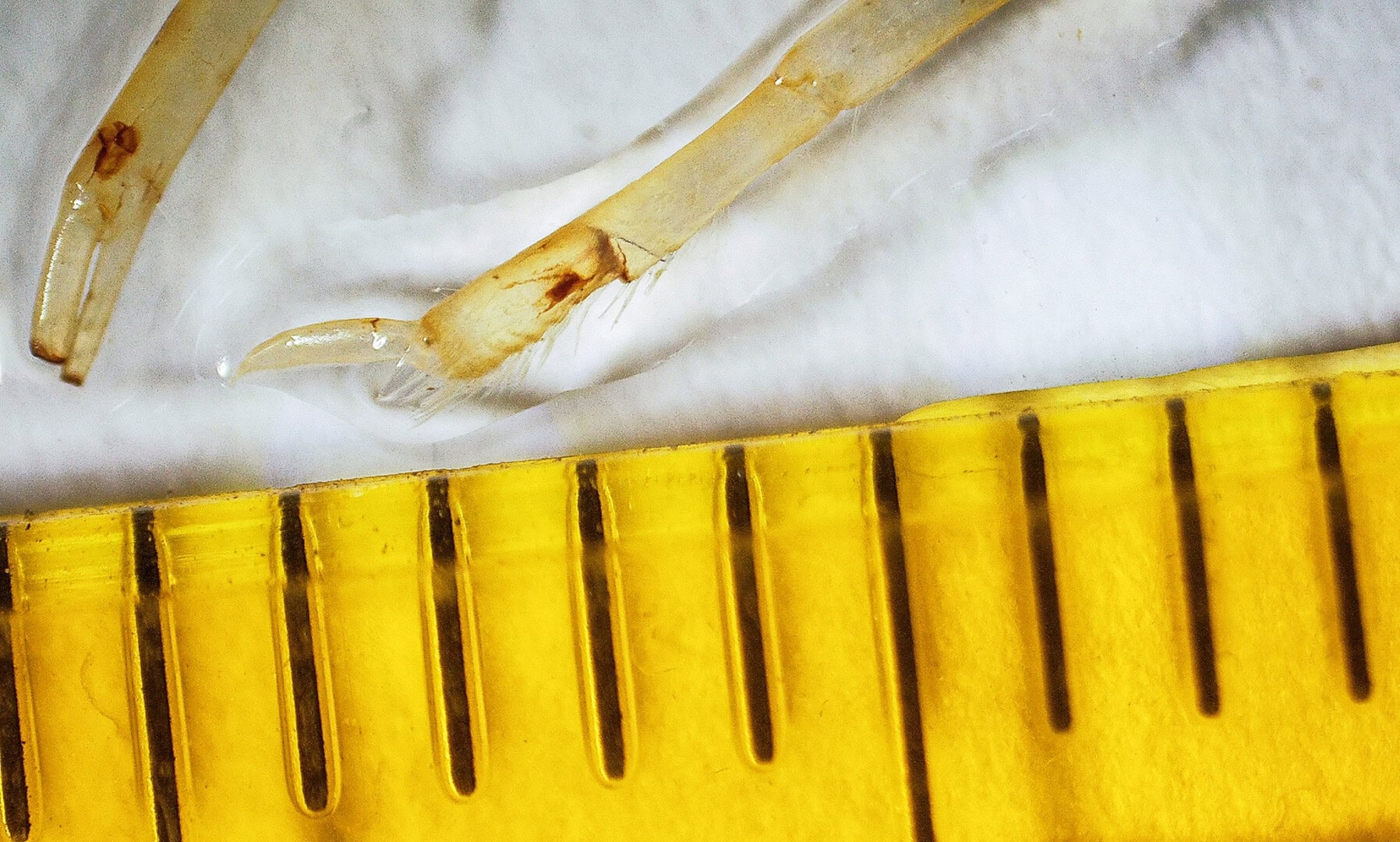 CAR2024 03 118 Mikroskopie 06 Ein Schreitbein an der Exuvie eines CPO. Zum Größenvergleich habe ich ein normales Lineal angelegt. Foto: Christian Splettstößer