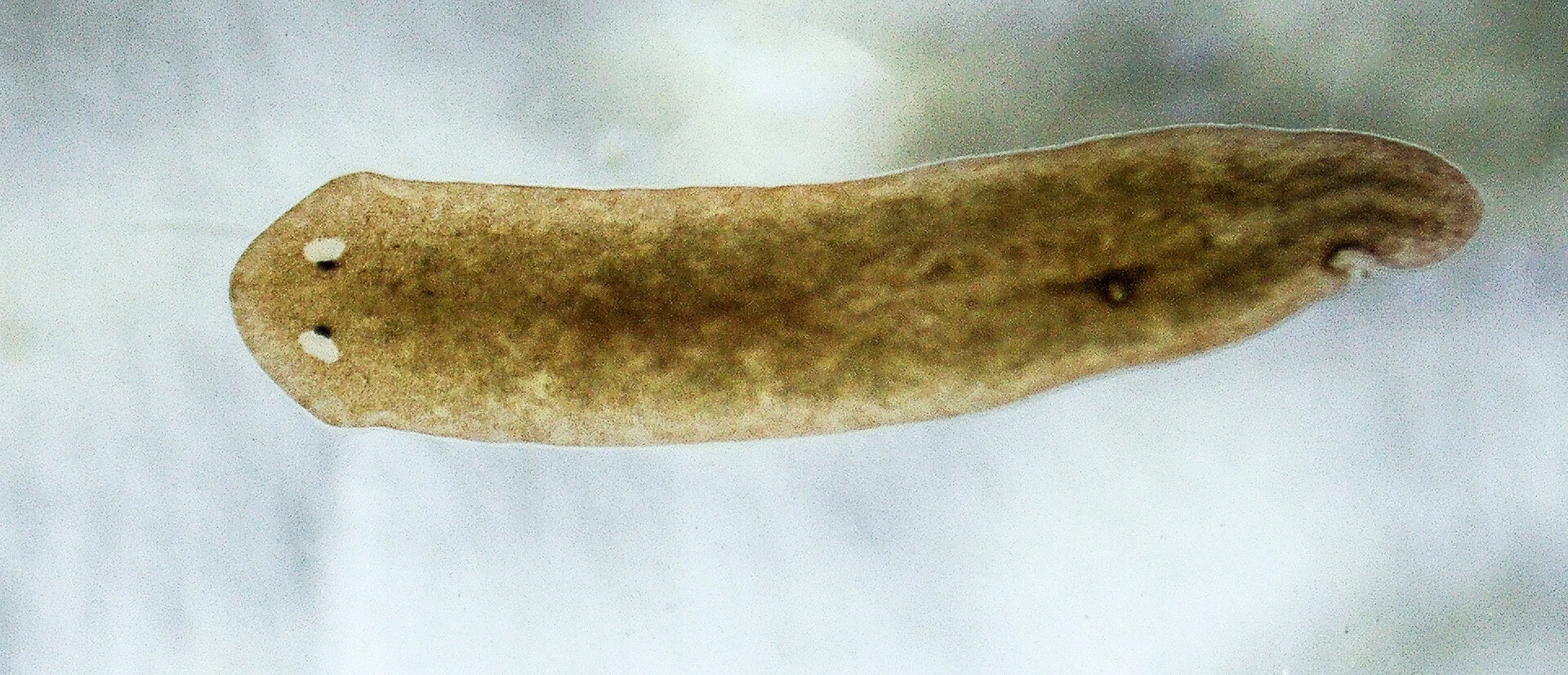 CAR2024 03 118 Mikroskopie 11 Die typischen schielenden Augenflecke einer Planarie sind auch ohne Mikroskop zu erkennen. Der Wurm kann damit Helligkeiten wahrnehmen. Foto: Christian Splettstößer