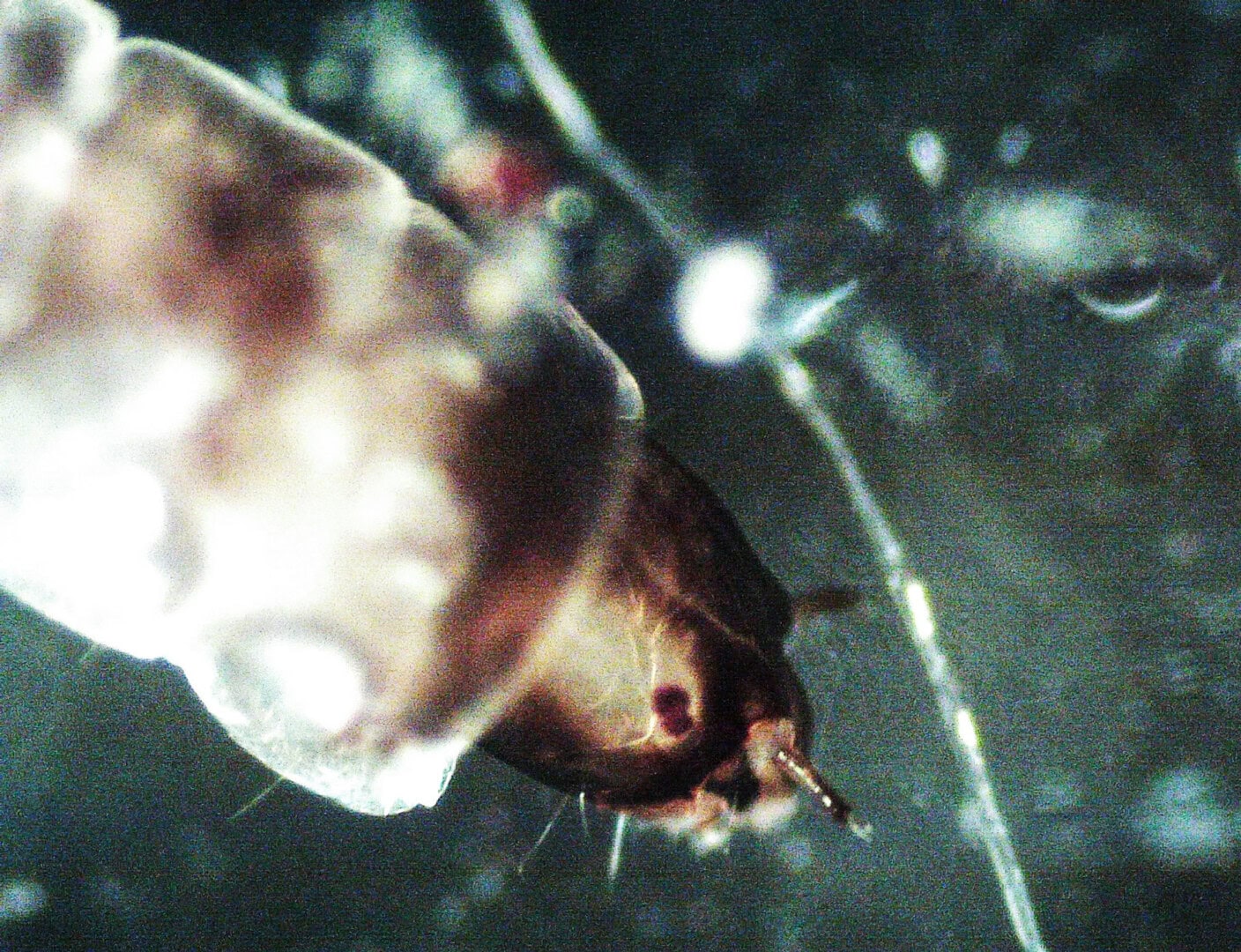 CAR2024 03 118 Mikroskopie 15 Der Kopf einer Zuckmückenlarve. Erst in der Vergrößerung erkennt man, wie interessant solche Tiere wirken. Foto: Christian Splettstößer