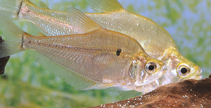 Charax cf. michaeli 1 Charax cf. michaeli