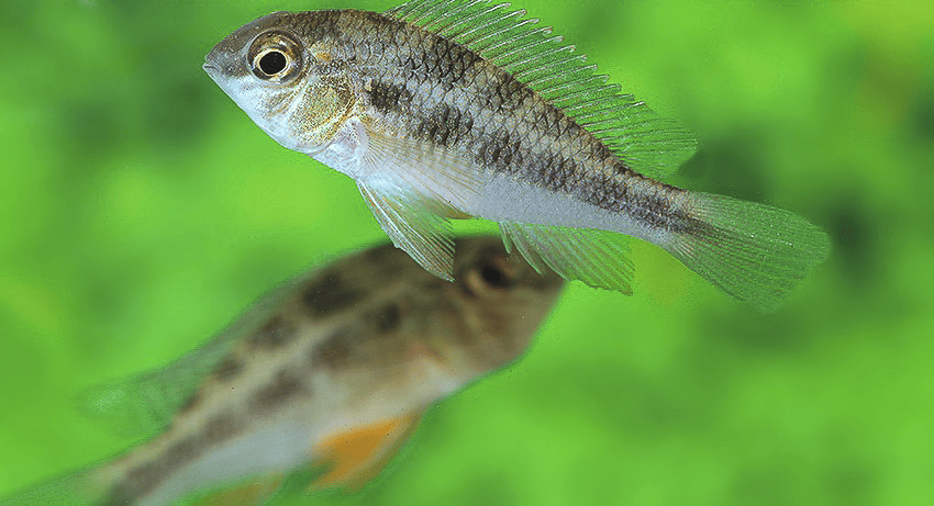 Crenicara latruncularium 1 Crenicara latruncularium