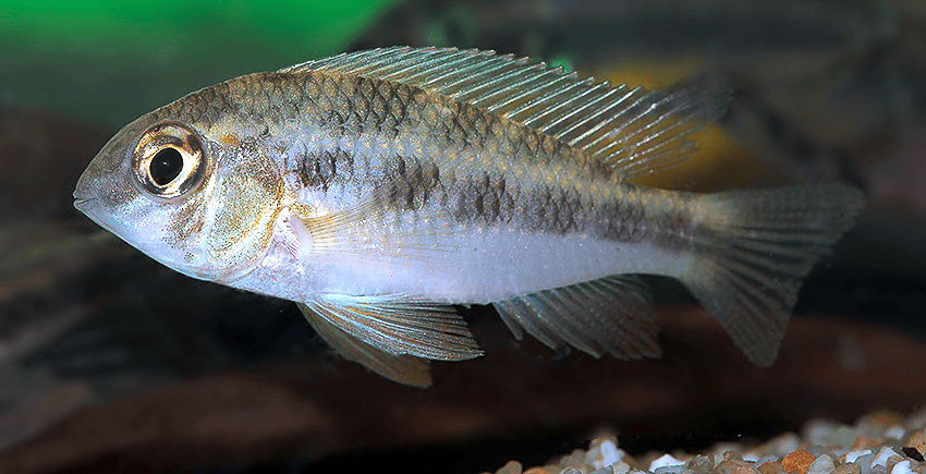 Crenicara latruncularium 4 Crenicara latruncularium