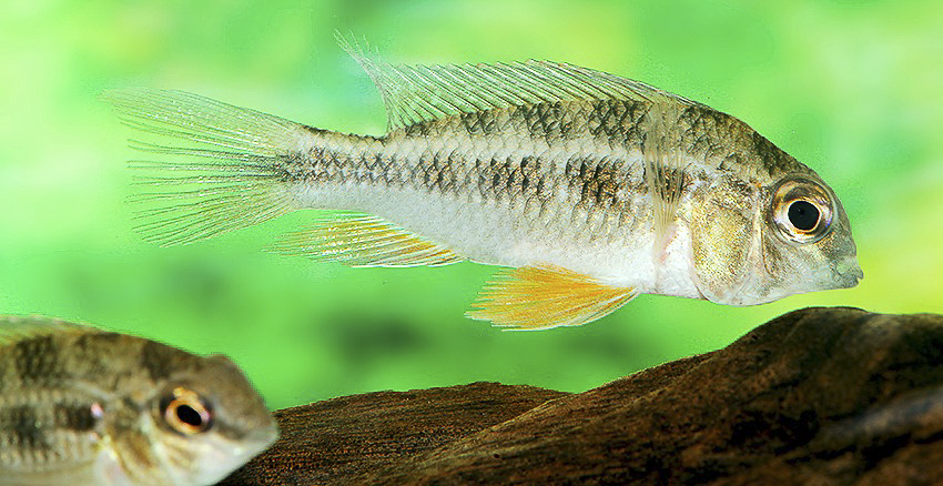 Crenicara latruncularium 5 Crenicara latruncularium