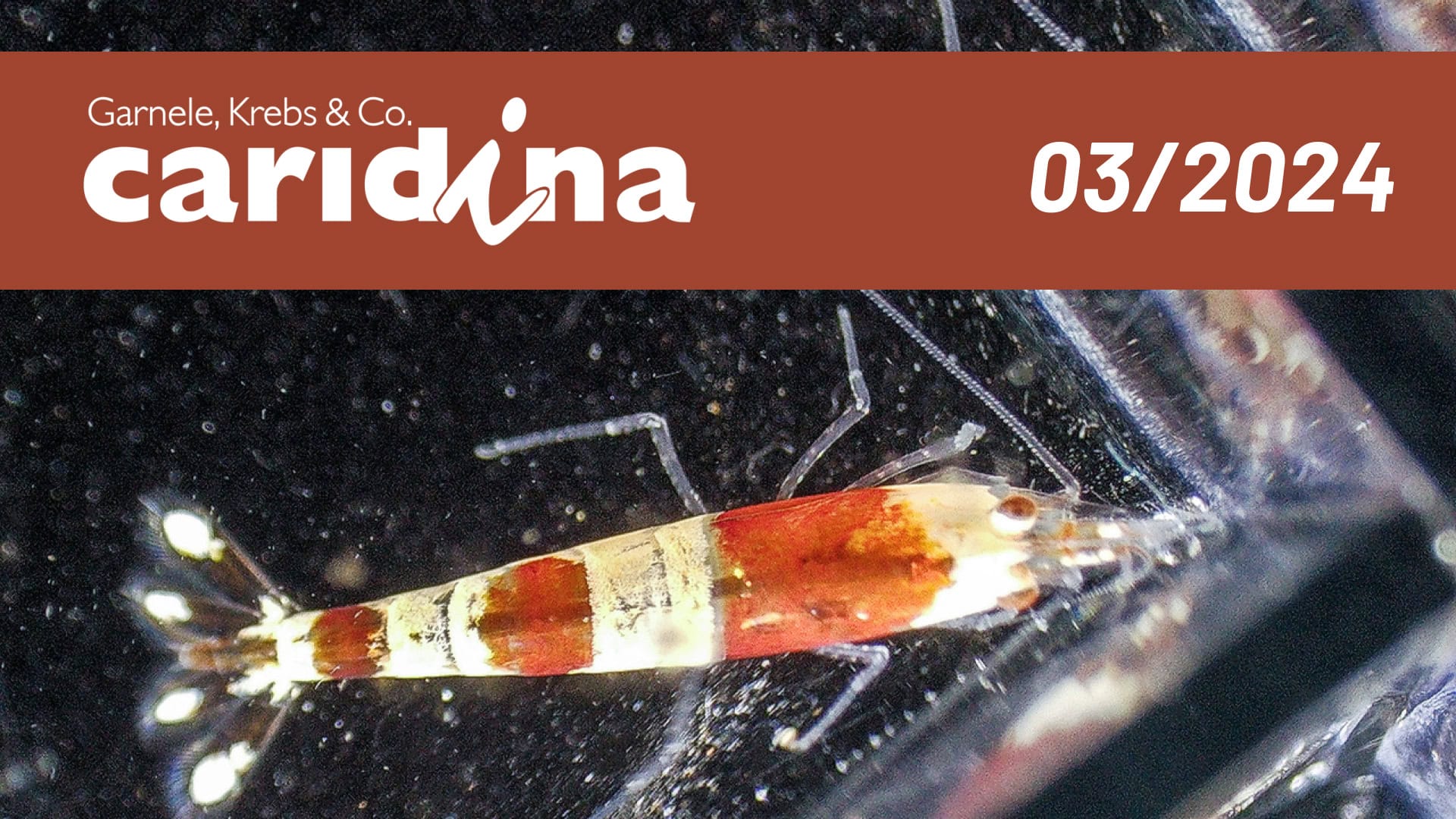 Faszination Aquaristik: Parasiten und Details sichtbar machen - Der Praxis Guide zur Mikroskopie im Garnelen Aquarium