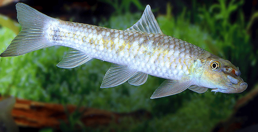 Garra sp. Sunset Goldscale 2 Garra sp. Sunset Goldscale