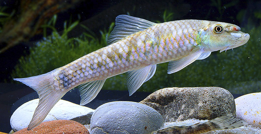 Garra sp. Sunset Goldscale 5 Garra sp. Sunset Goldscale
