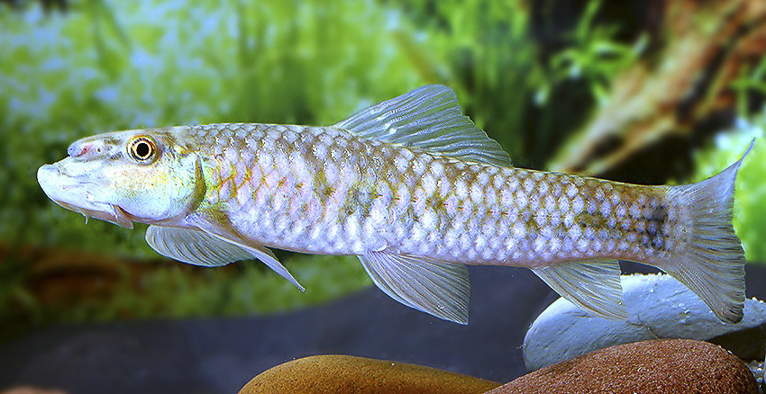 Garra sp. Sunset Goldscale 6 Garra sp. Sunset Goldscale