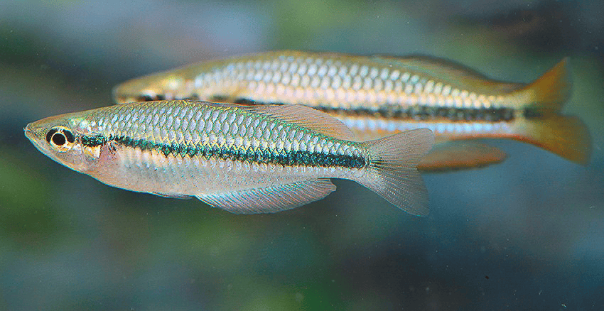 Melanotaenia nigrans 3 Melanotaenia nigrans