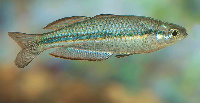 Melanotaenia nigrans 6 Melanotaenia nigrans