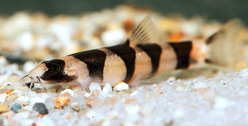 Schistura pridii 1 Schistura pridii