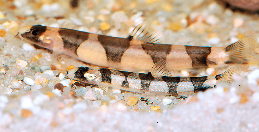 Schistura pridii 4 Schistura pridii