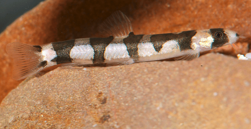 Schistura pridii 6 Schistura pridii