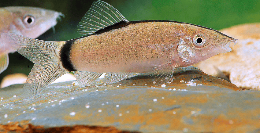 Yasuhikotakia morleti 1 Yasuhikotakia morleti