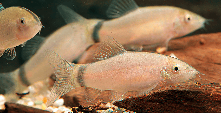 Yasuhikotakia morleti 2 Yasuhikotakia morleti