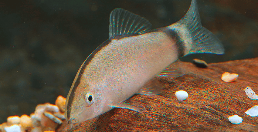 Yasuhikotakia morleti 3 Yasuhikotakia morleti