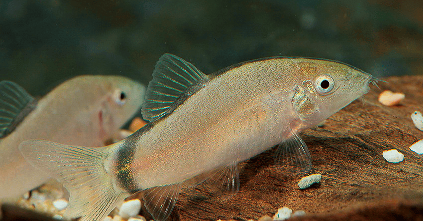 Yasuhikotakia morleti 5 Yasuhikotakia morleti