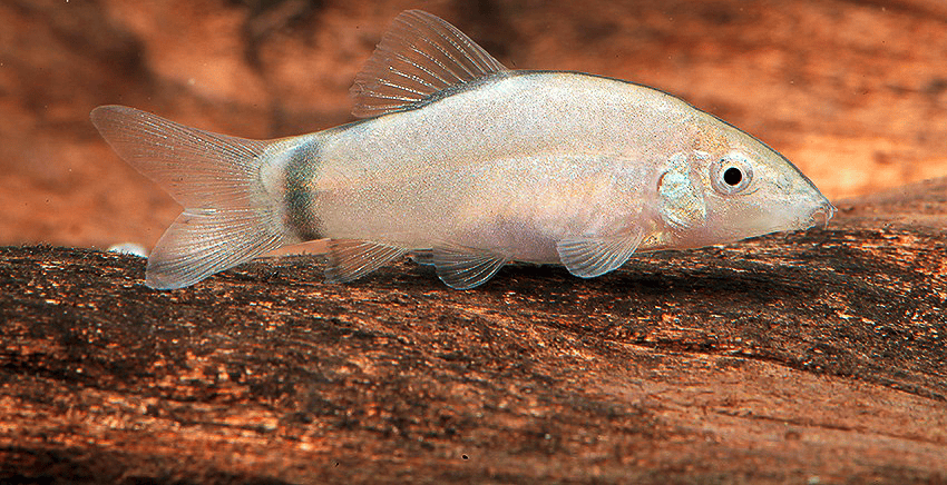 Yasuhikotakia morleti 6 Yasuhikotakia morleti