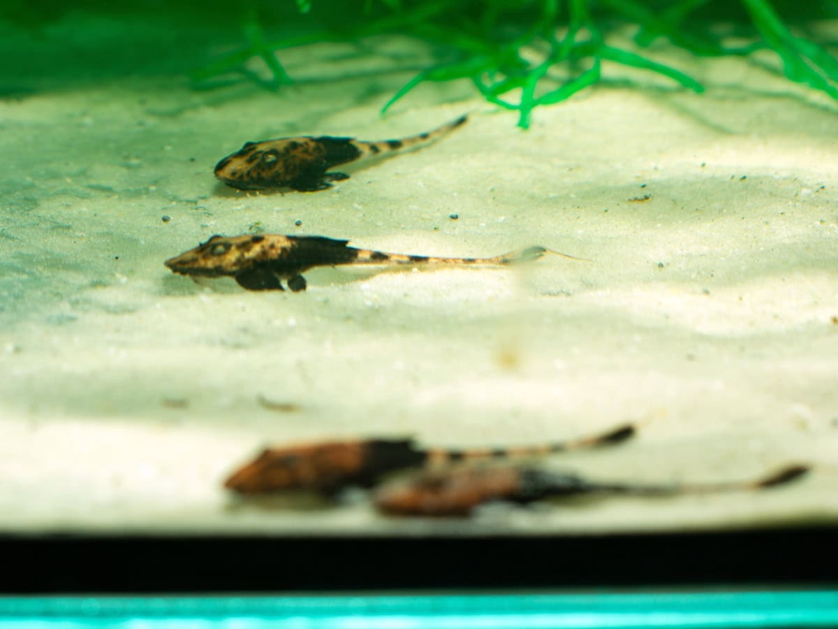 ZE28731 Pseudohemiodon apithanos - Chamäleon-Flunderharnischwels, EUNZ