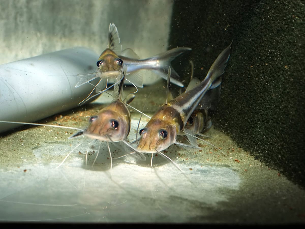 ZF712 Pimelodus ornatus - Schmuck-Antennenwels, WF-RARITÄT