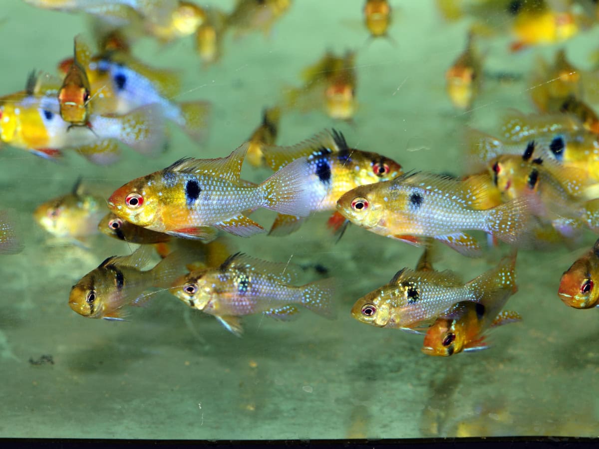 ZH7021 Mikrogeophagus ramirezi - Schmetterlingsbuntbarsch, DNZ