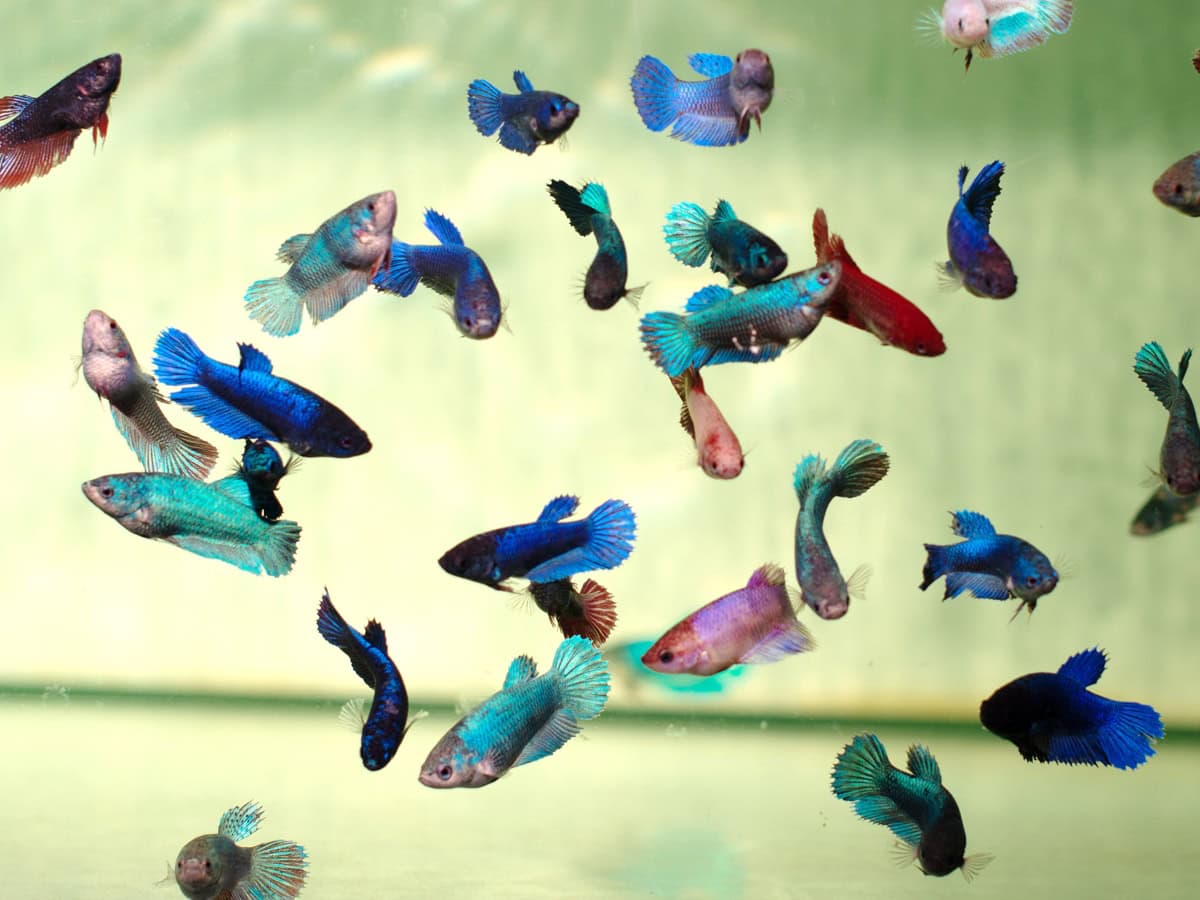 ZK022 Betta splendens "Weibchen-Mix" - Kampffisch-Weibchen, NZ