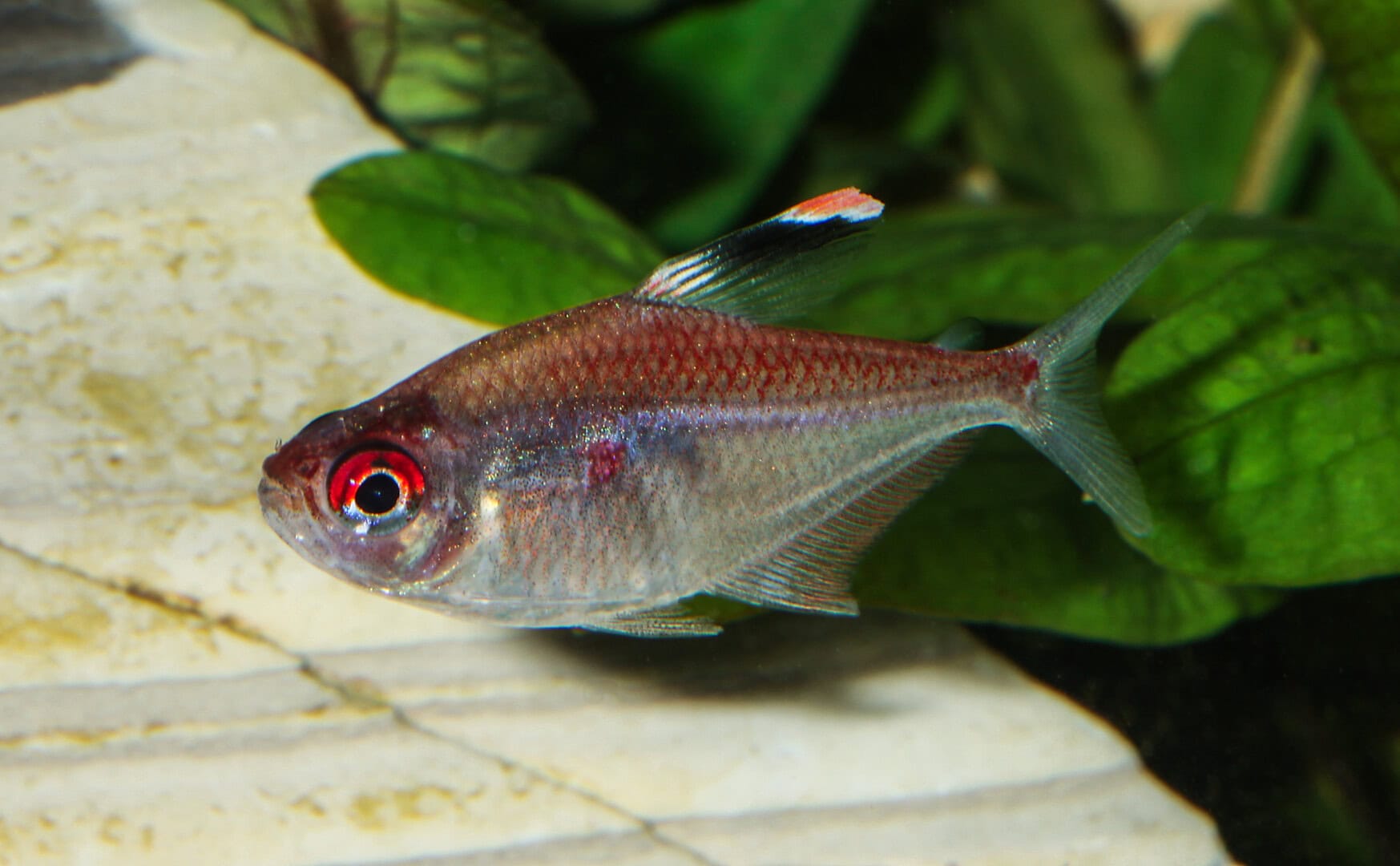 Neu in der Gattung Moenkhausia: der Socolof-Kirschflecksalmler M. socolofi. Foto: Harro Hieronimus