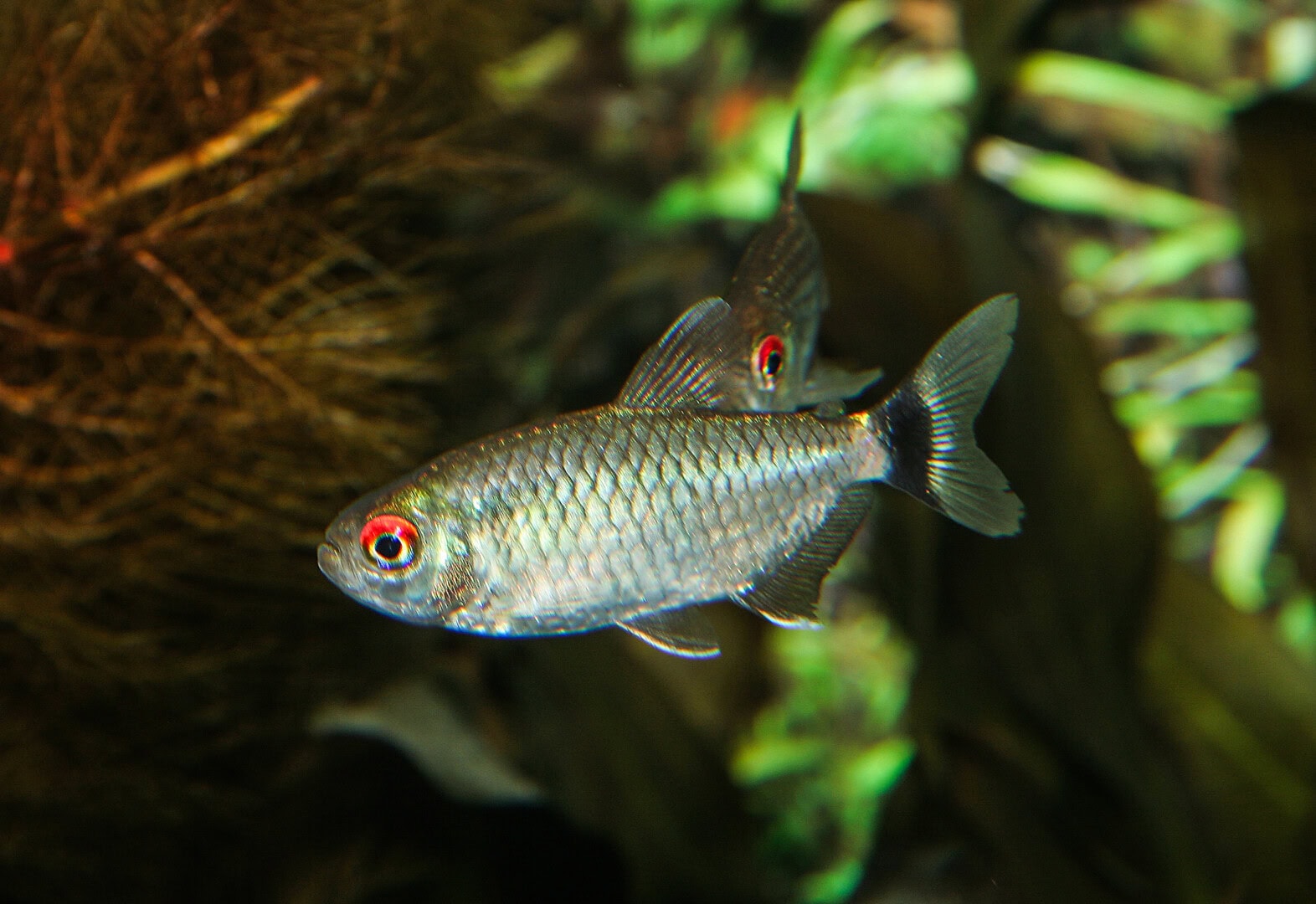 Der Name der Rotaugen-Moenkhausie wurde zu Bario sanctaefilomenae geändert. Foto: Harro Hieronimus