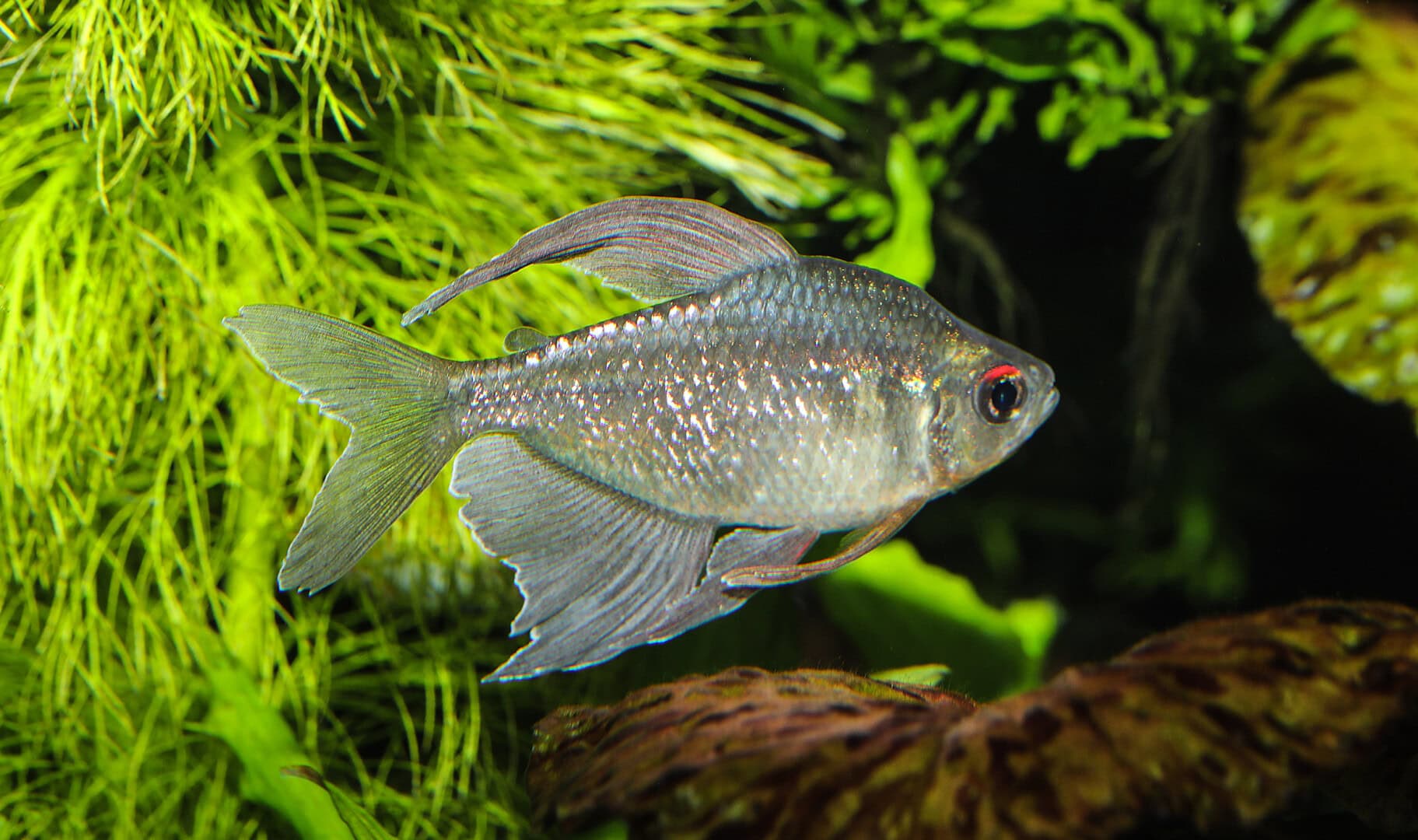 Ausgewachsen wahre Prachtexemplare: ein Männchen des Brillantsalmlers, jetzt Makunaima pittieri. Foto: Harro Hieronimus