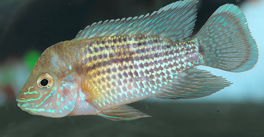 Andinoacara rivulatus „Silbersaum“