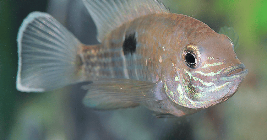 Andinoacara rivulatus „Silbersaum“