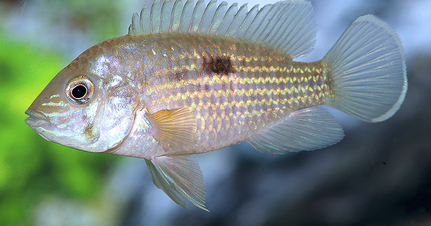 Andinoacara rivulatus „Silbersaum“