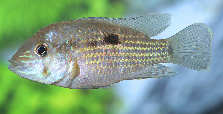 Andinoacara rivulatus „Silbersaum“
