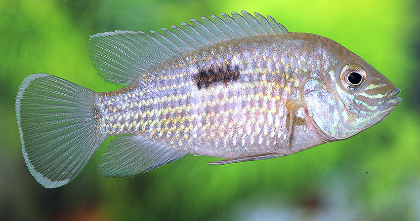 Andinoacara rivulatus „Silbersaum“