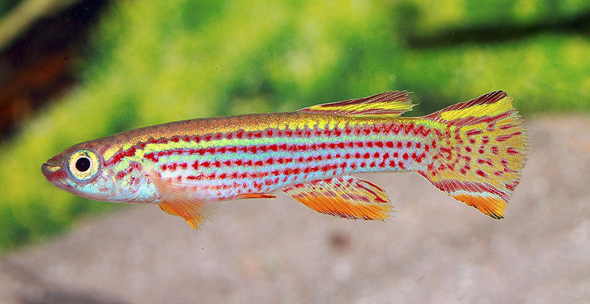 Aphyosemion striatum