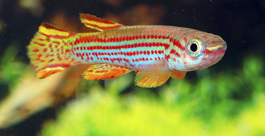 Aphyosemion striatum