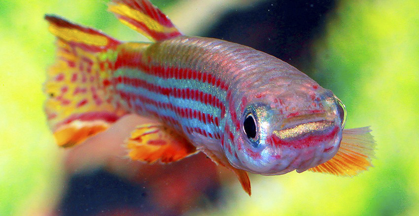 Aphyosemion striatum