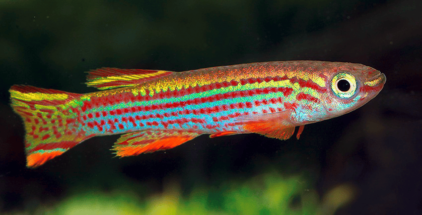 Aphyosemion striatum