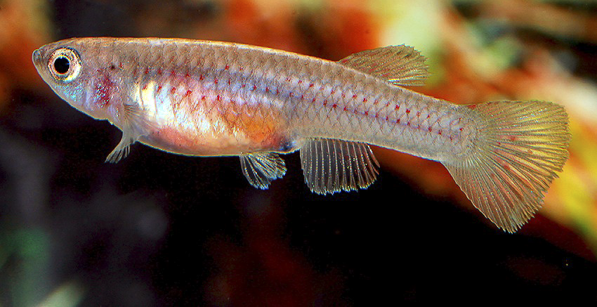 Aphyosemion striatum