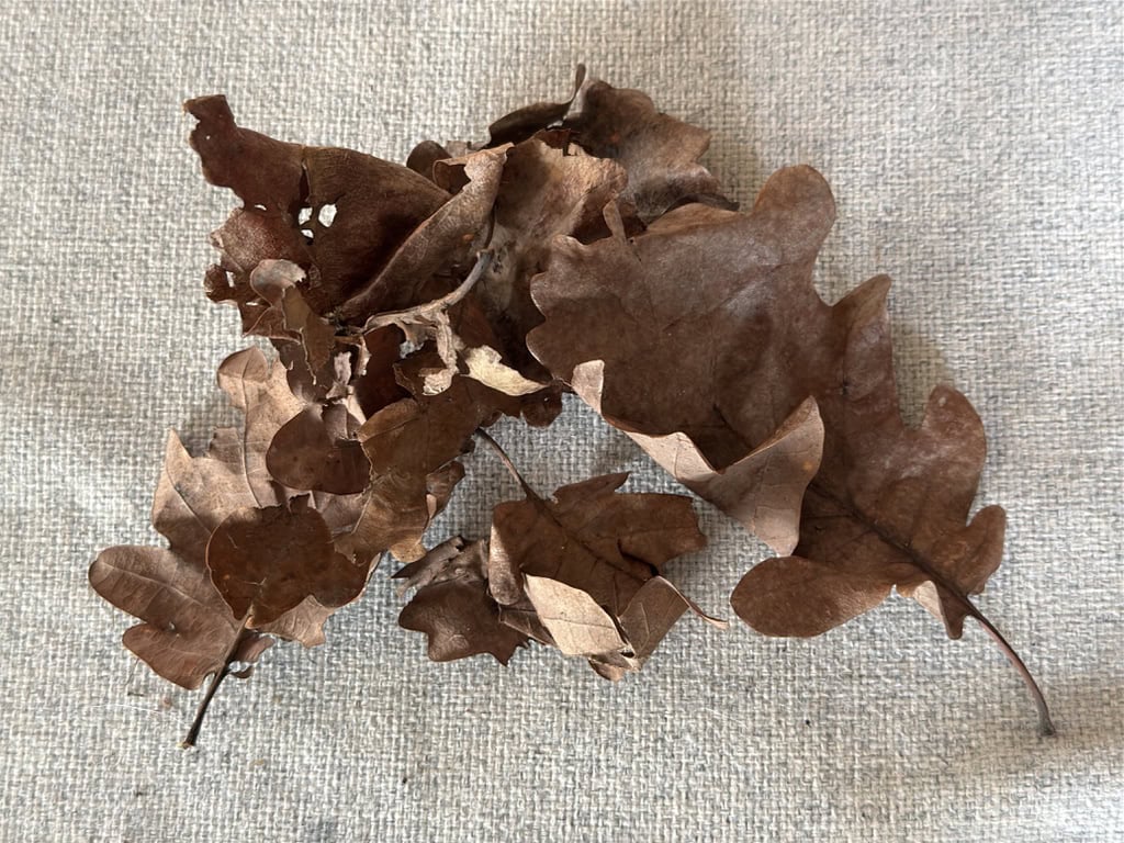… und getrocknete braune Eichenblätter. Foto: Ulli Bauer