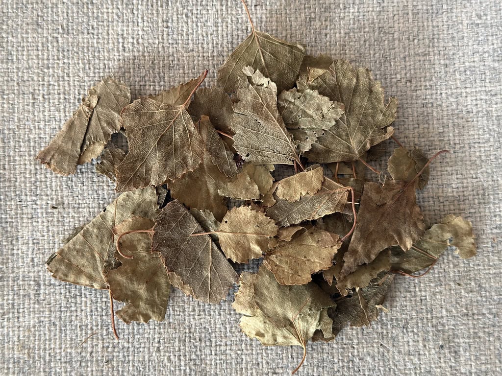 Grün getrocknetes Birkenlaub wird traditionell im Aquarium gegen Pilzinfektionen eingesetzt. Foto: Ulli Bauer