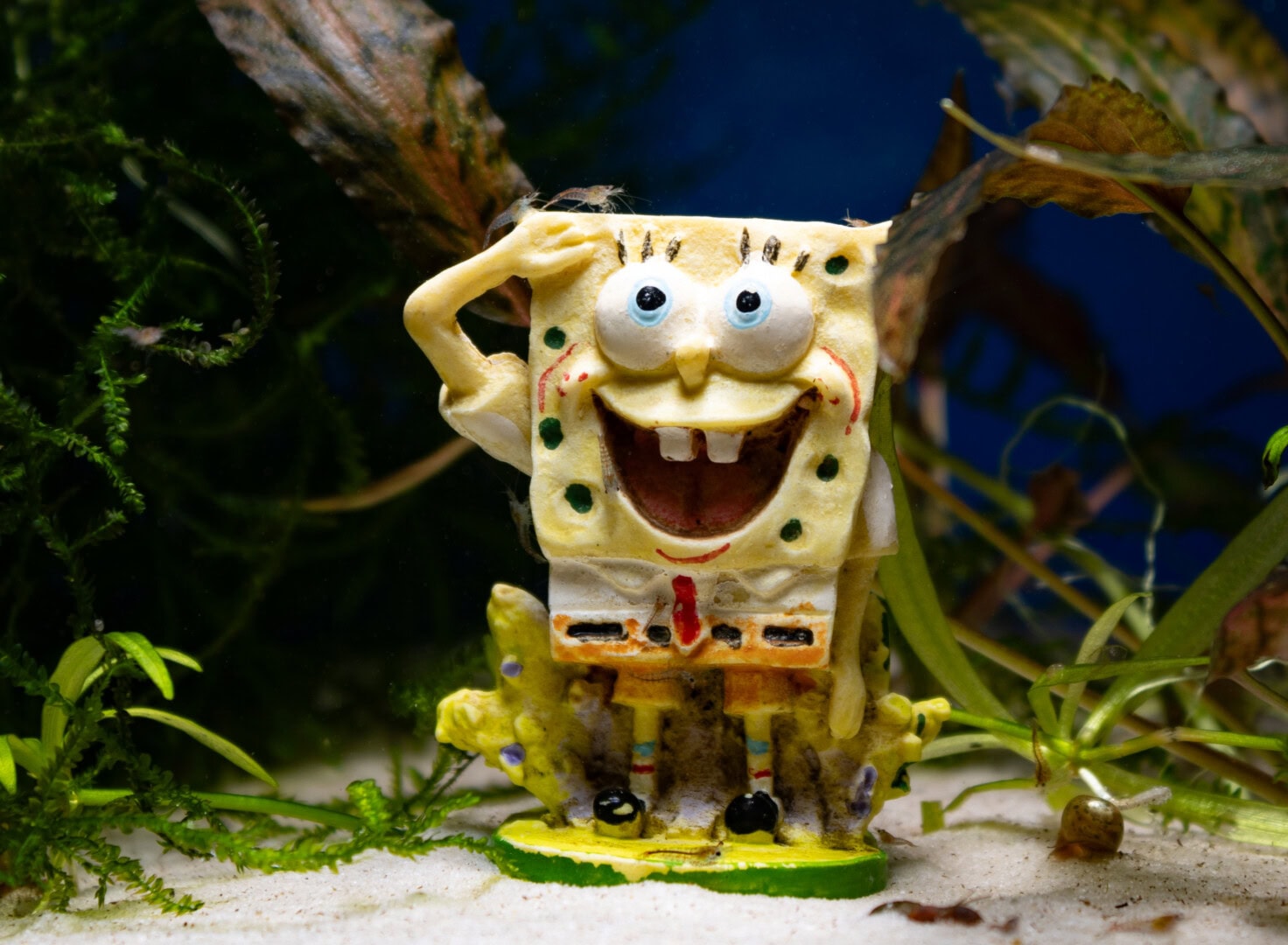 CAR2025 04 177 Plastik Aquarium 02 Der Spongebob am Ende meiner Tests in einem Aquarium mit Blue-Jelly-Nachwuchs. Von vorne erkennt man nur minimale Farbablösungen. Foto: Christian Splettstößer