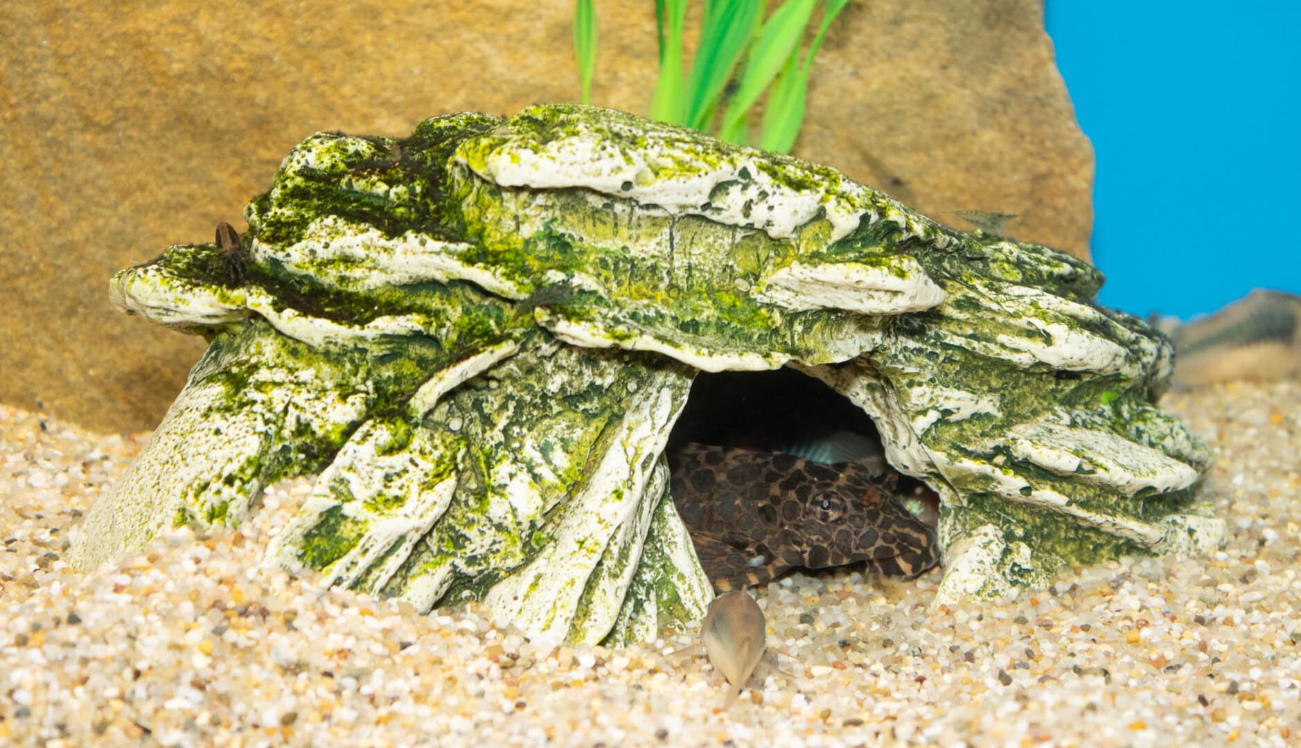 CAR2025 04 177 Plastik Aquarium 06 Die Höhlen, die viele künstliche Steine bieten, werden von den Aquarienbewohnern gern genutzt. Foto: Christian Splettstößer