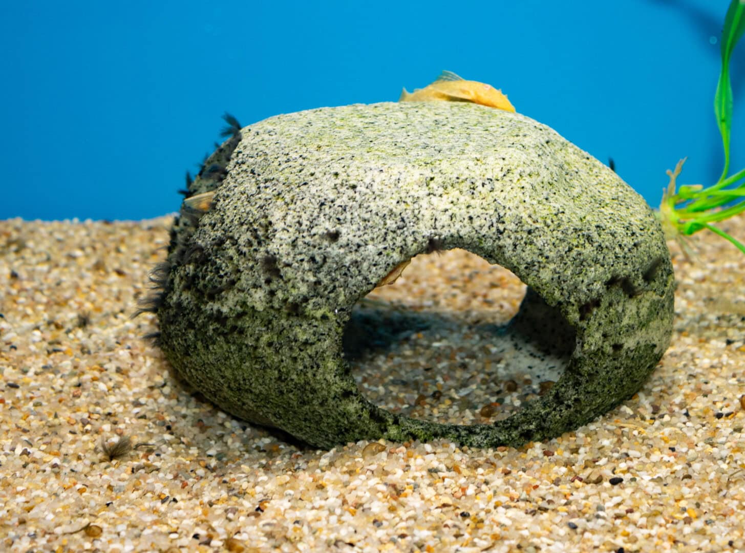 CAR2025 04 177 Plastik Aquarium 08 Dieser langjährig genutzte Stein besteht aus durchgefärbtem Kunstharz. Hier kann keine Farbschicht abblättern, und er zeigt keinerlei Ablösungserscheinungen, aber deutlichen Algenbewuchs. Foto: Christian Splettstößer