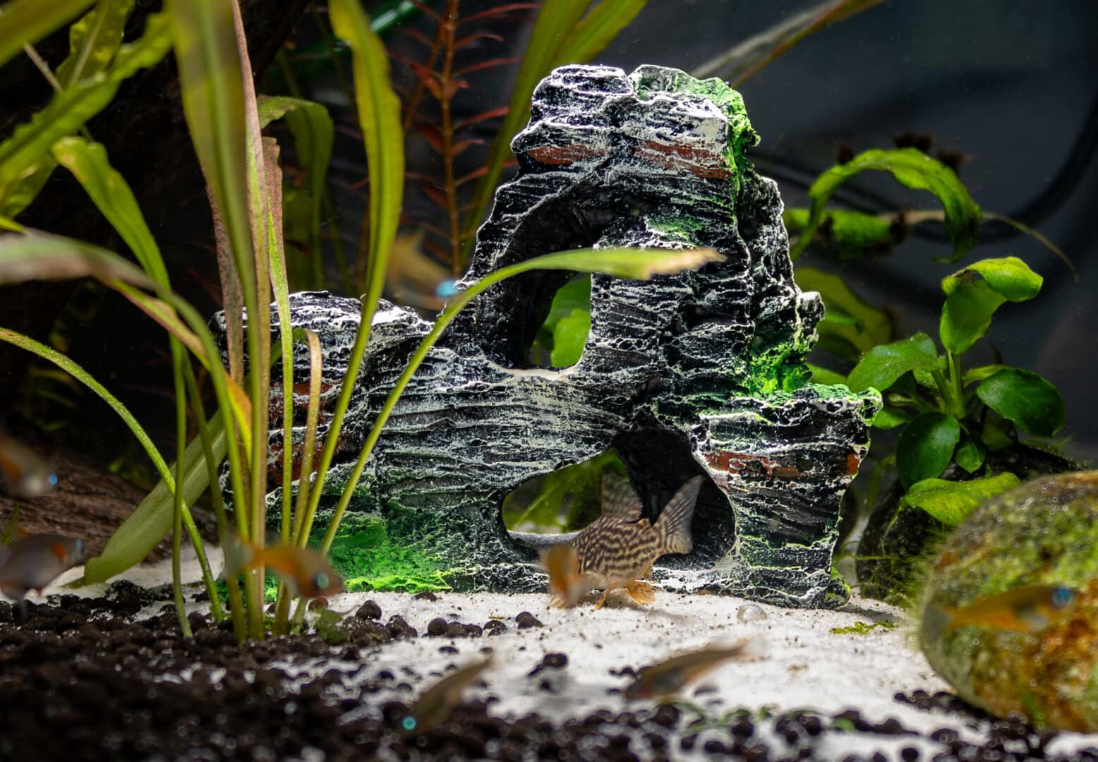 CAR2025 04 177 Plastik Aquarium 09 In keinem meiner Testaquarien gab es Auffälligkeiten. Selbst in den Aufzuchtbecken mit verschiedenen Jungfischen waren keinerlei Abweichungen zu Becken ohne Plastikdeko zu verzeichnen. Foto: Christian Splettstößer