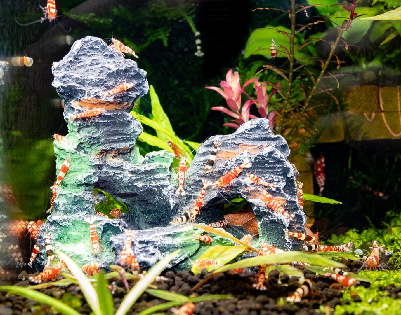 CAR2025 04 177 Plastik Aquarium 10 Auch in Garnelenaquarien gab es während meiner Tests keine ungewöhnlichen Ausfälle. Nach dem Reinigen wurde die Deko sofort von vielen Tieren nach Nahrung abgesucht. Foto: Christian Splettstößer