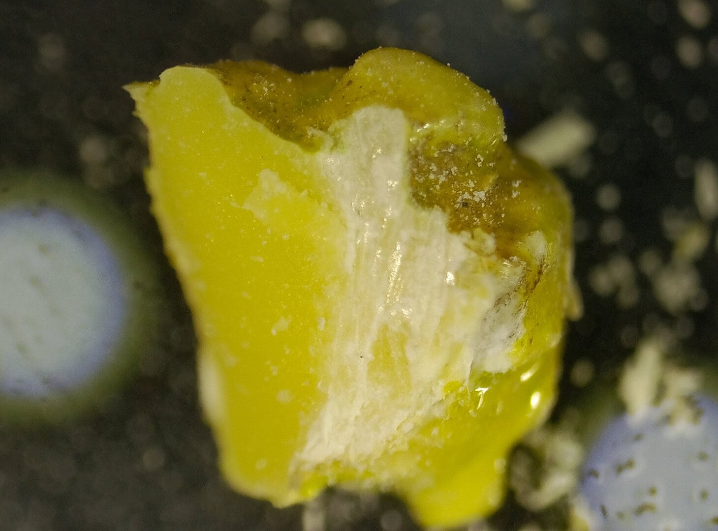 CAR2025 04 177 Plastik Aquarium 11 Ein kleines Stück abgetrenntes Stück vom Spongebob enthüllt unter dem Mikroskop, dass das Harz gelb durchgefärbt ist. Beim Abtrennen bestätigte sich die hohe Widerstandsfähigkeit des Materials. Foto: Christian Splettstößer